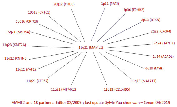 MAML2 partners